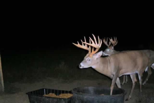 Copyright © 2008 Heavy Horn Whitetails, LLC